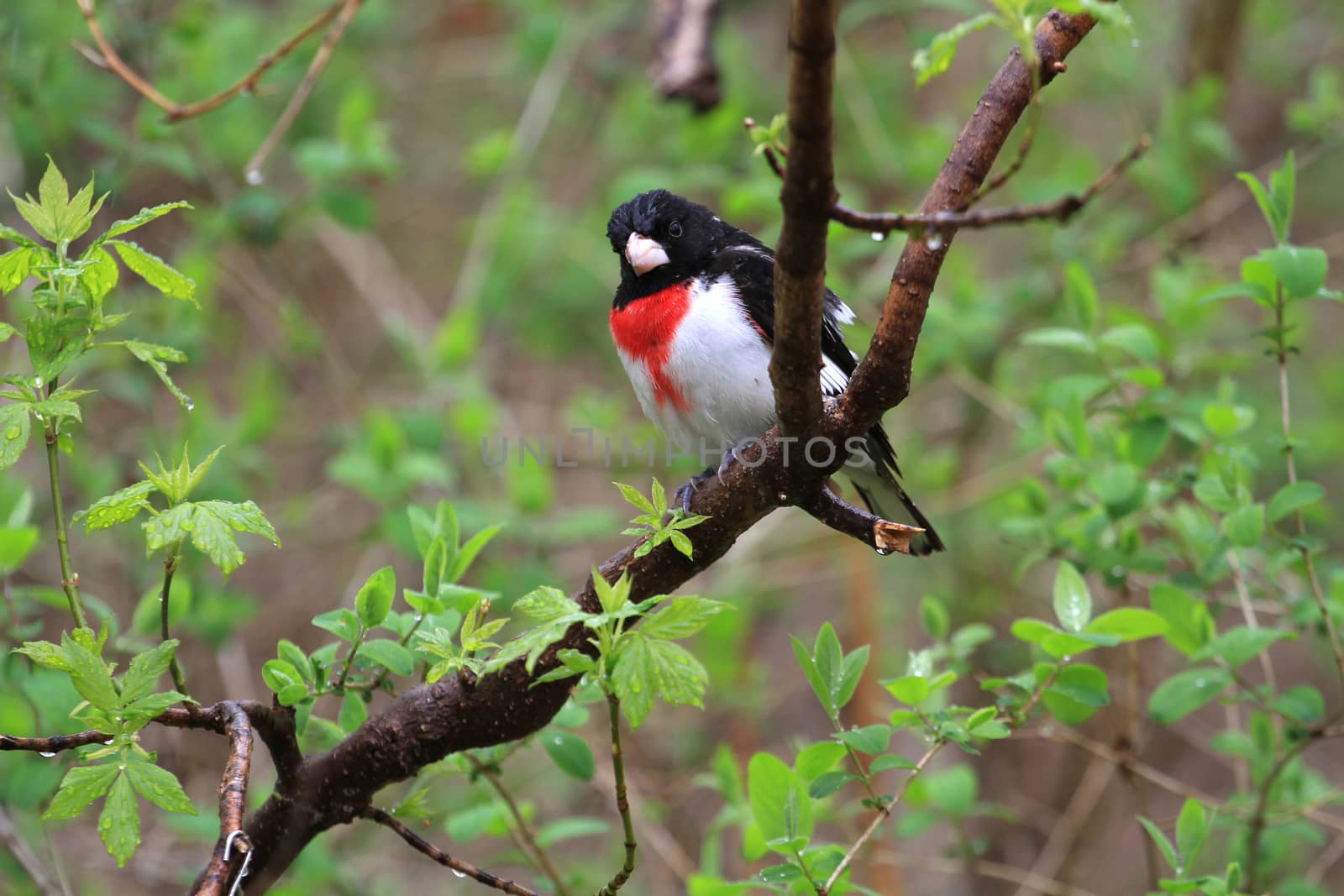 Rose-breasted Grosbeak male perched on branch in rain