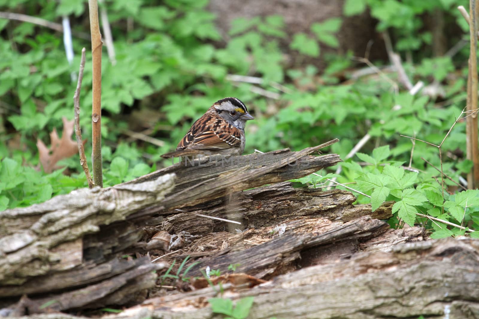 White - throated Sparrow on ground looking for food