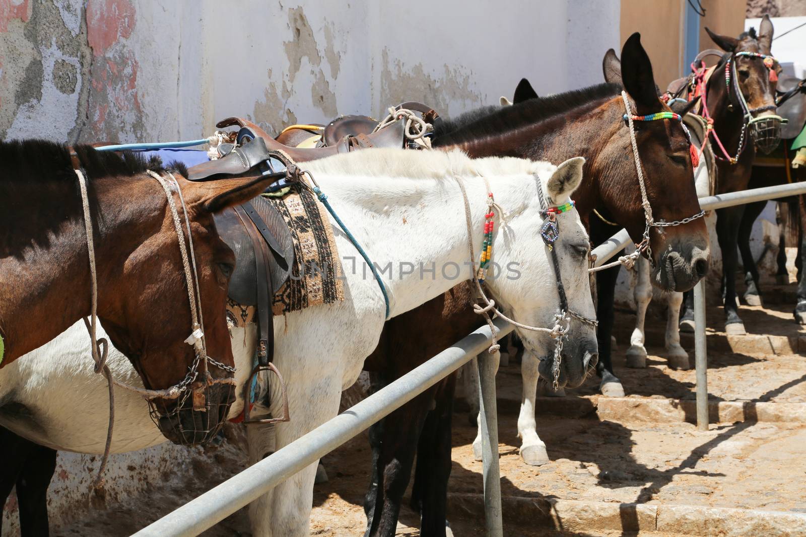 Donkeys at the Greece Santorini island are used to transport tourists in summer time
