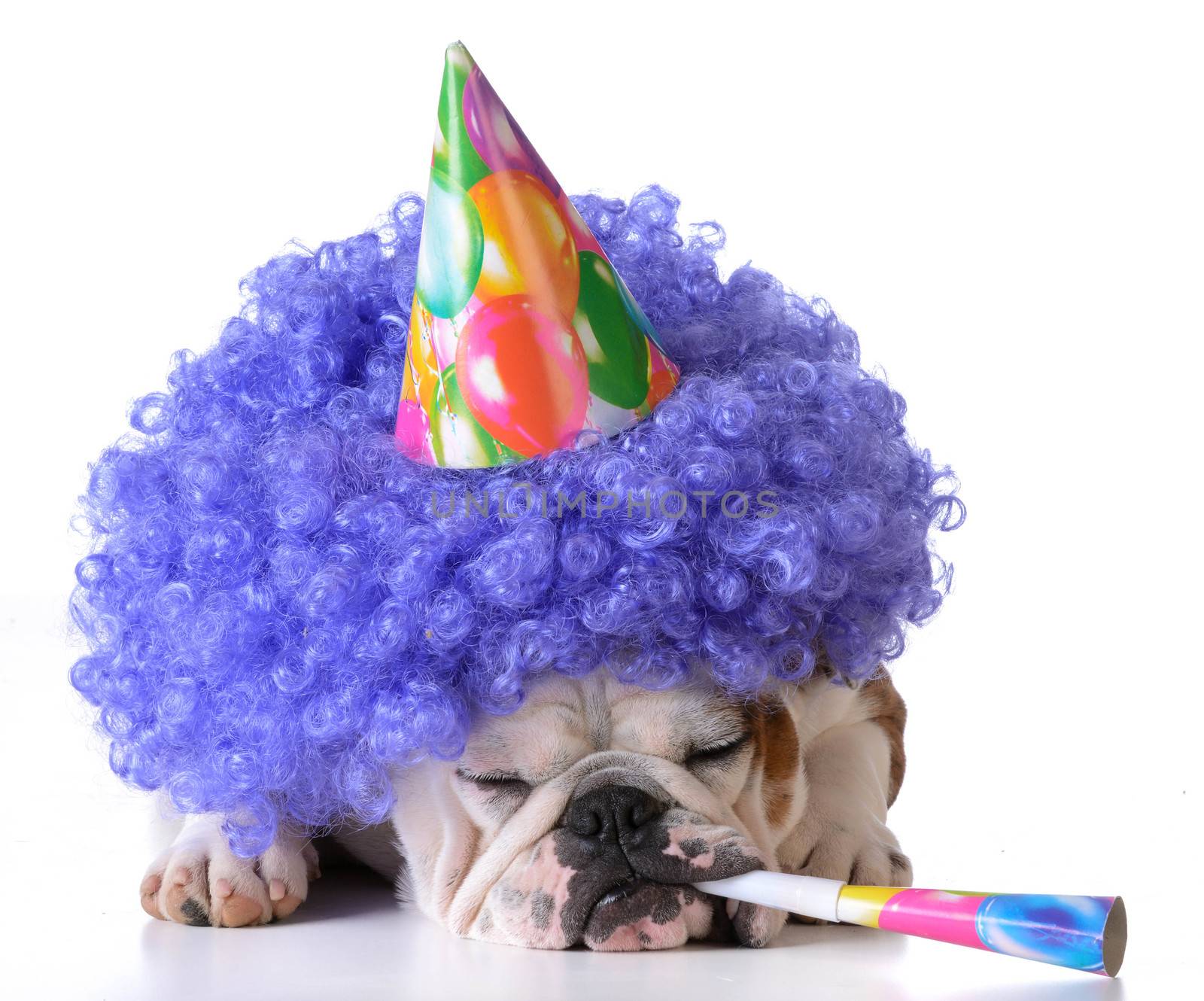 birthday dog - bulldog wearing clown wig and birthday hat on white background