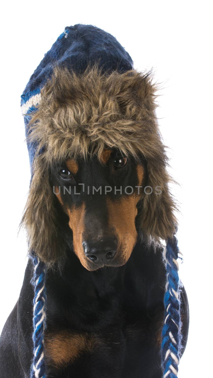 winter dog wearing hat - doberman pinscher