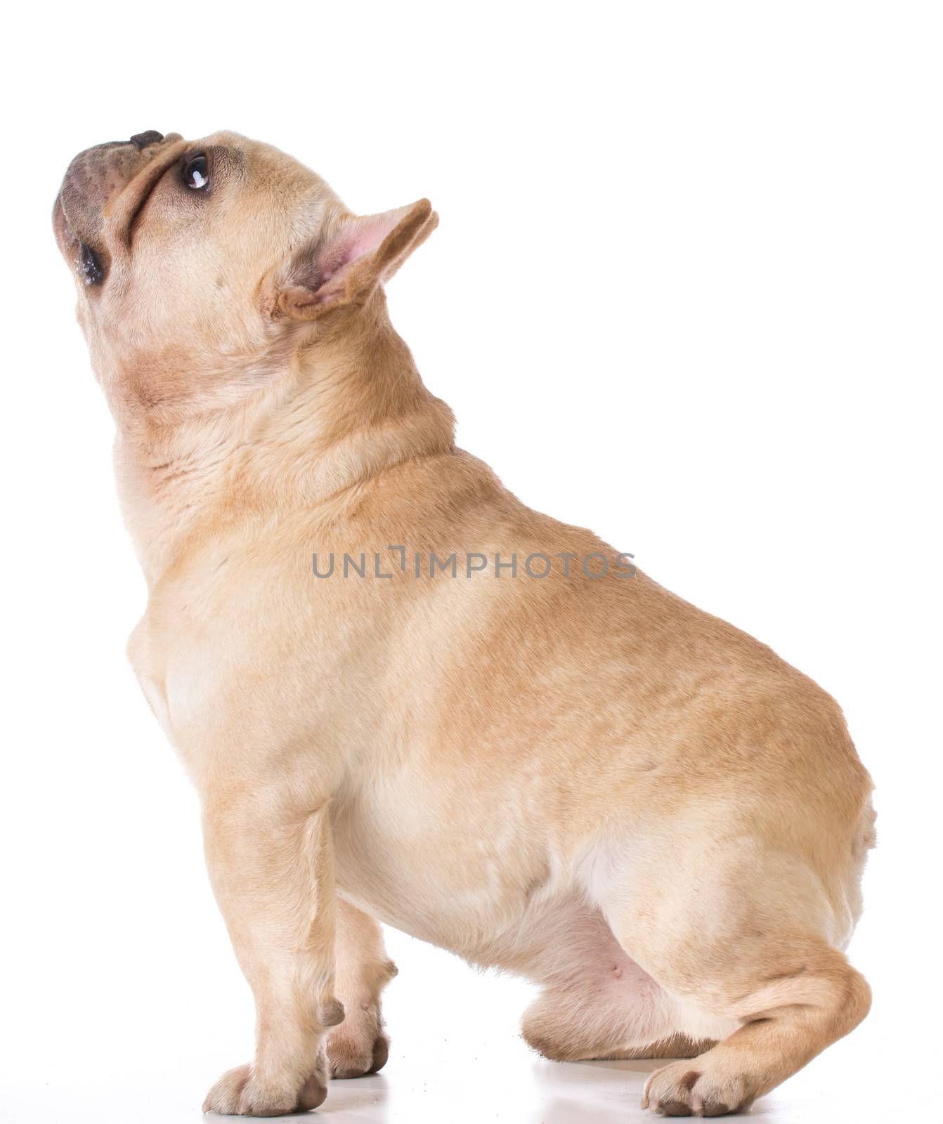 french bulldog sitting looking up on white background