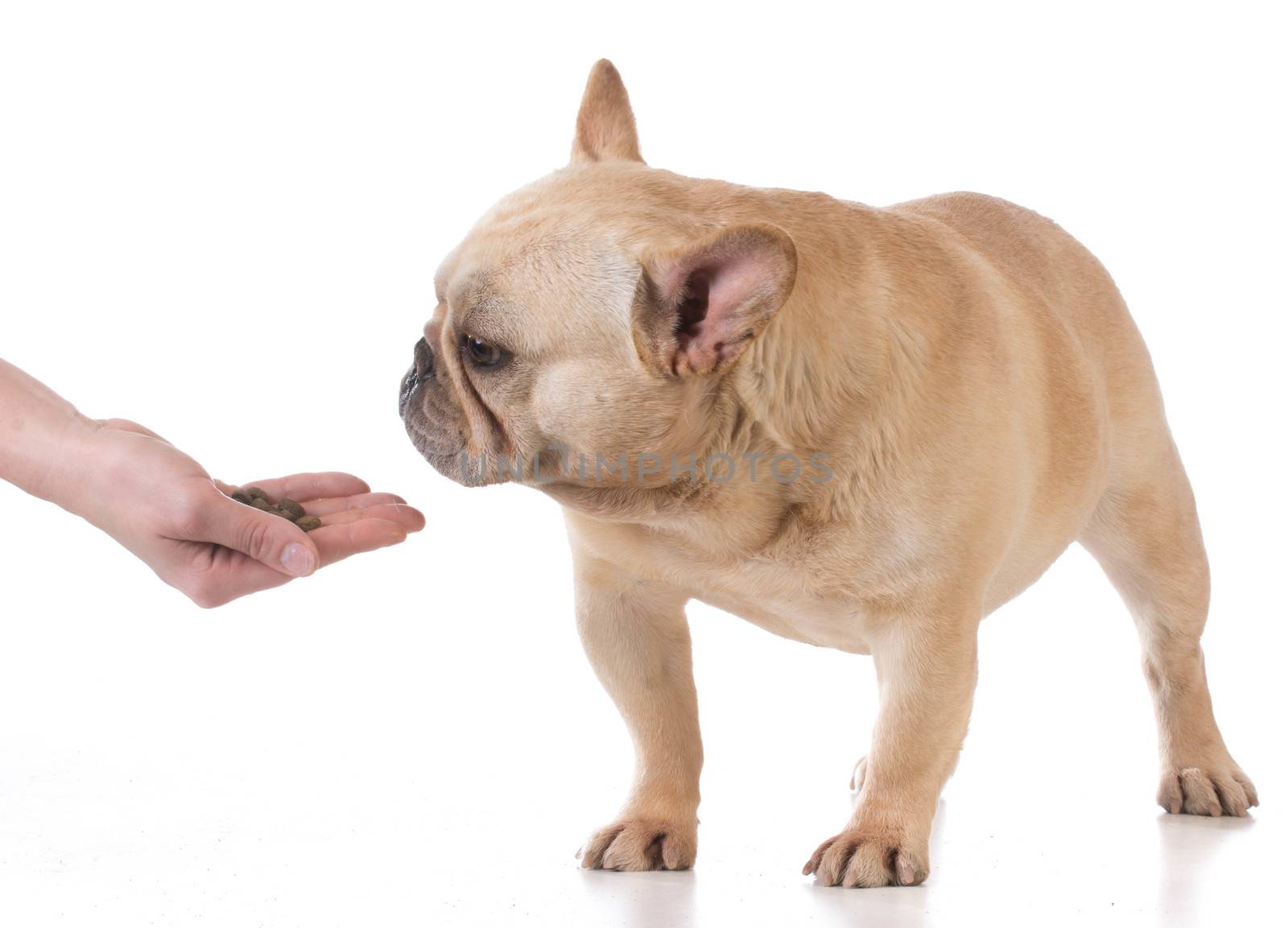 hand feeding the dog - french bulldog on white background