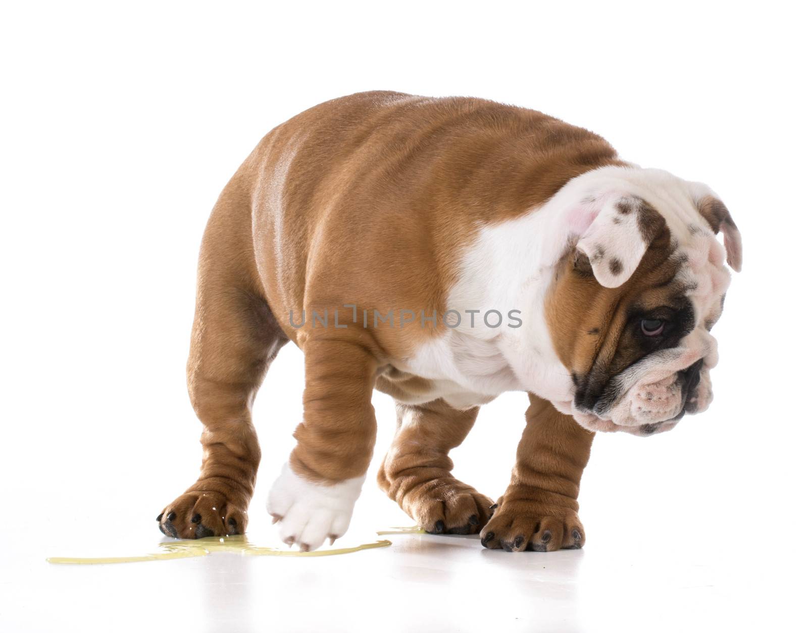 puppy peeing - bulldog puppy peeing isolated on white background