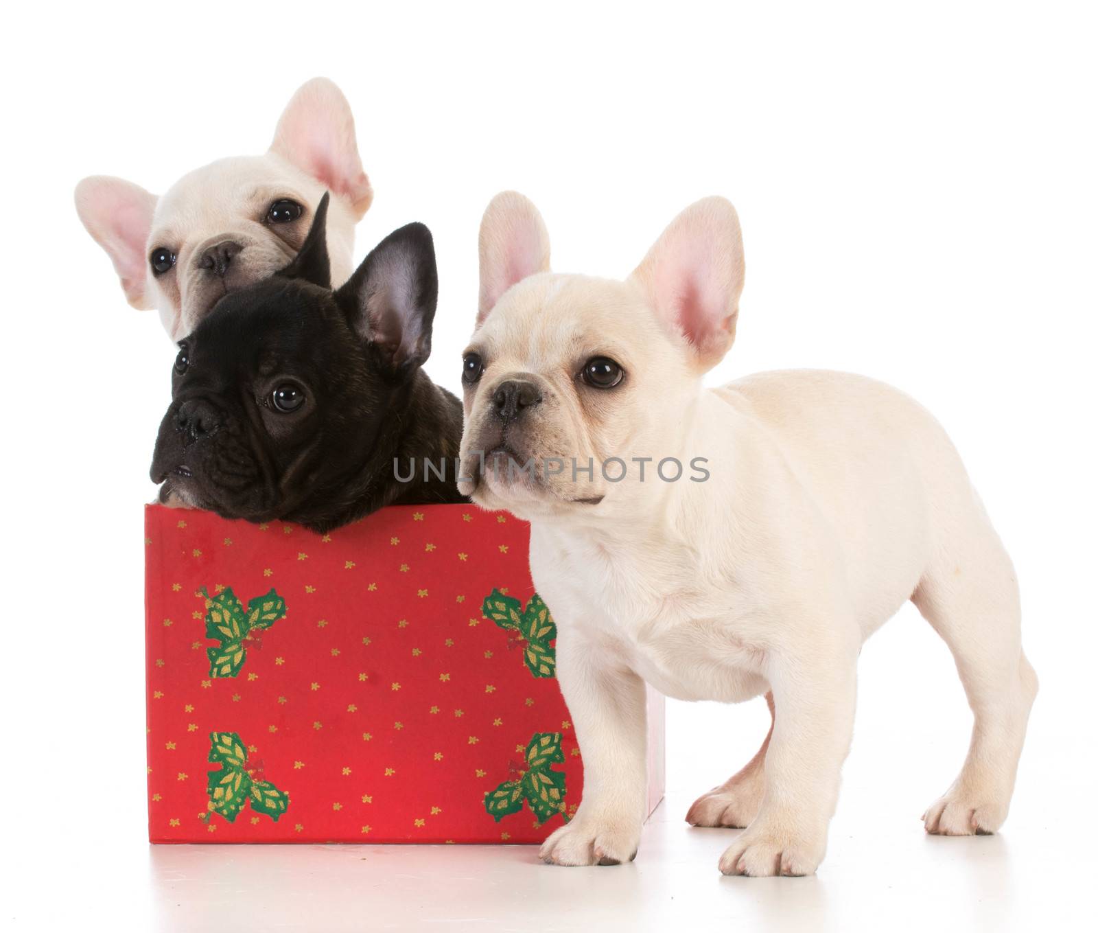 christmas puppies - three french bulldogs in seasonal setting on white background