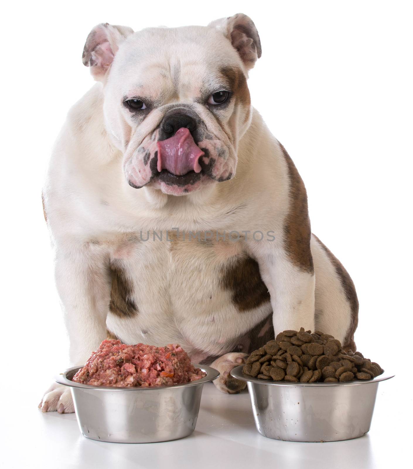 feeding your pet - concept of choosing between raw and kibble