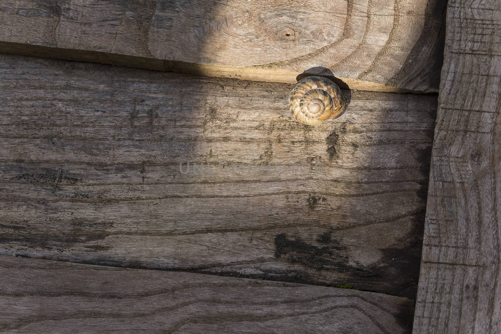 A small snail shell on weathered wood door.







A small snail shell