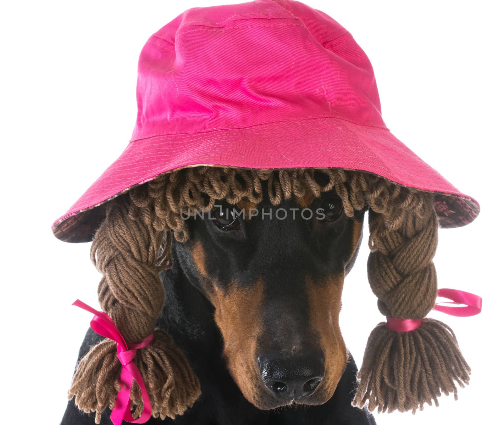 female dog - doberman pinscher wearing silly wig and hat on white background