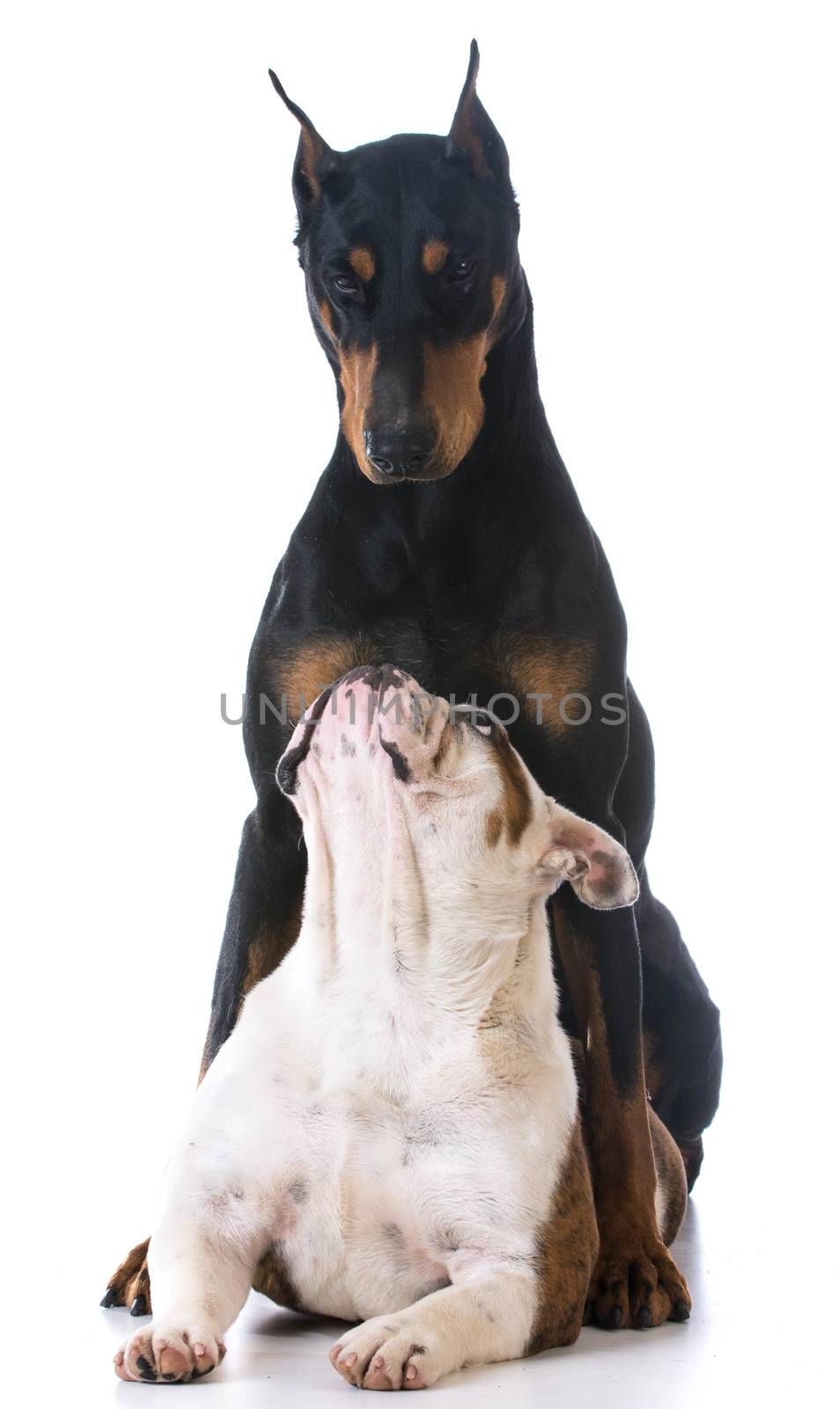 two dog - bulldog looking up at doberman on white background