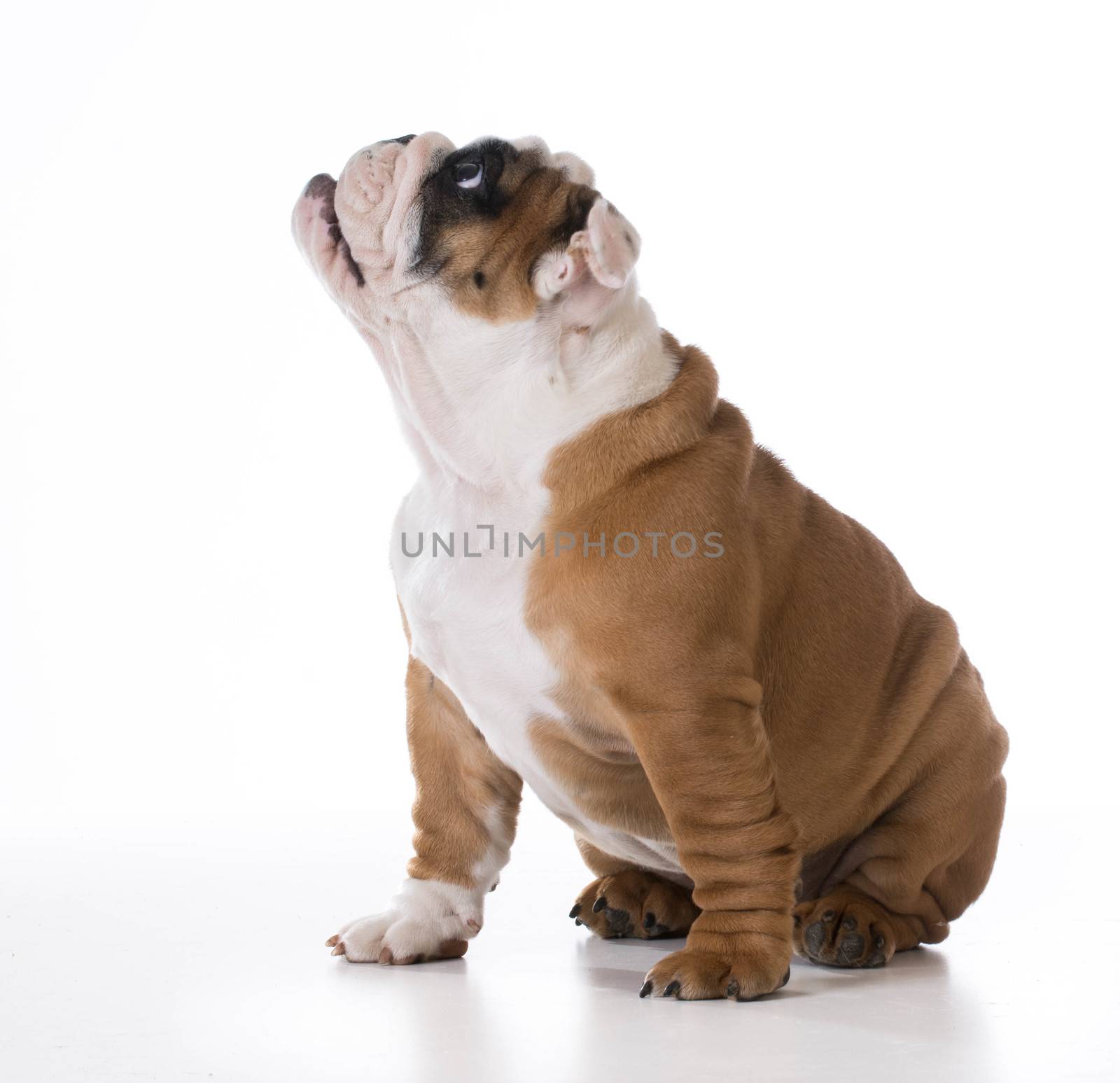 cute puppy - bulldog sitting looking up - three months old