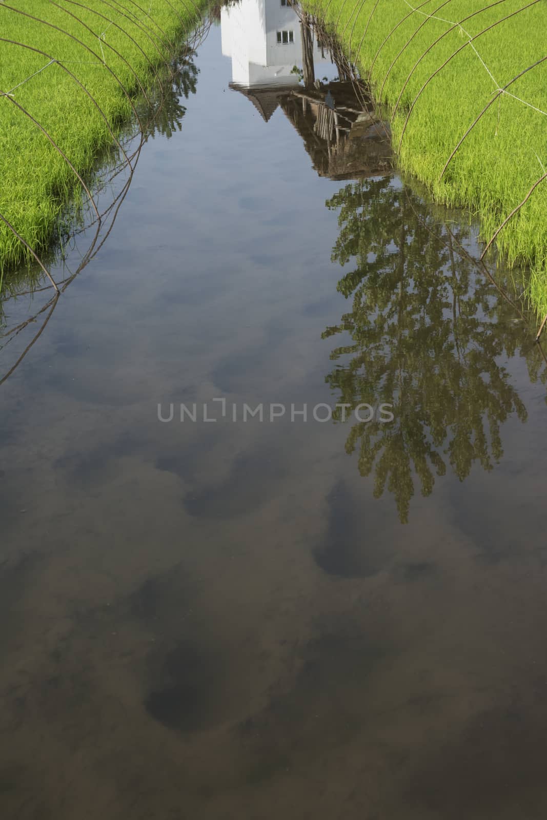 Reflection of modern and traditional architecture on rice farm water.