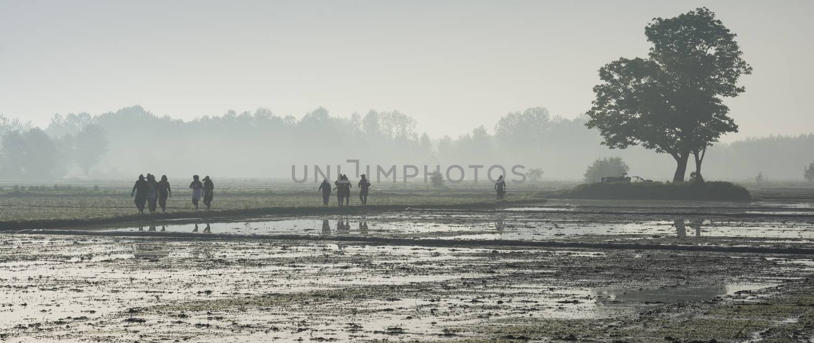 workers going to work at rice farm on hazy day.