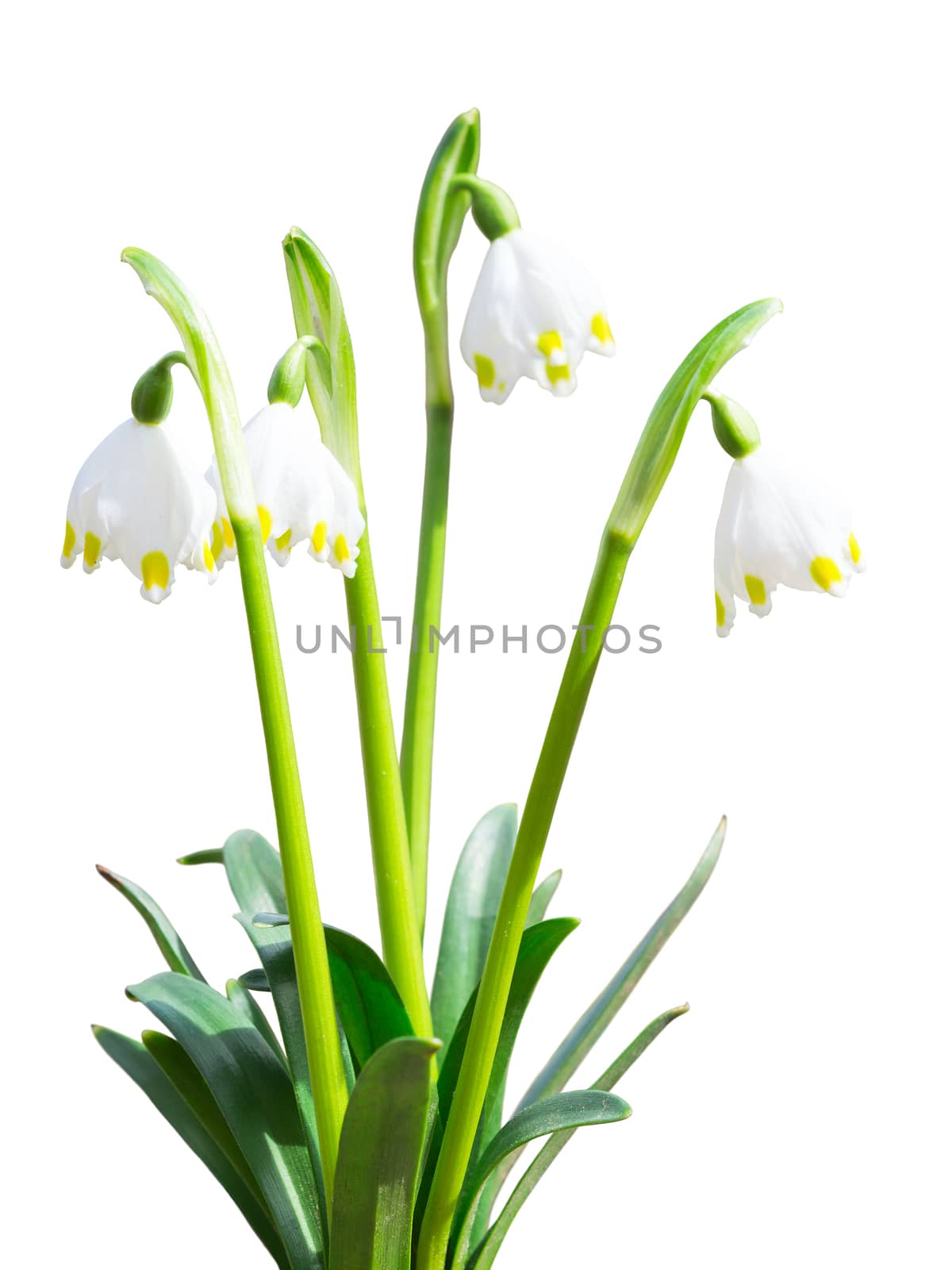 Leucojum snowdrops first white spring flowers with leafs isolated