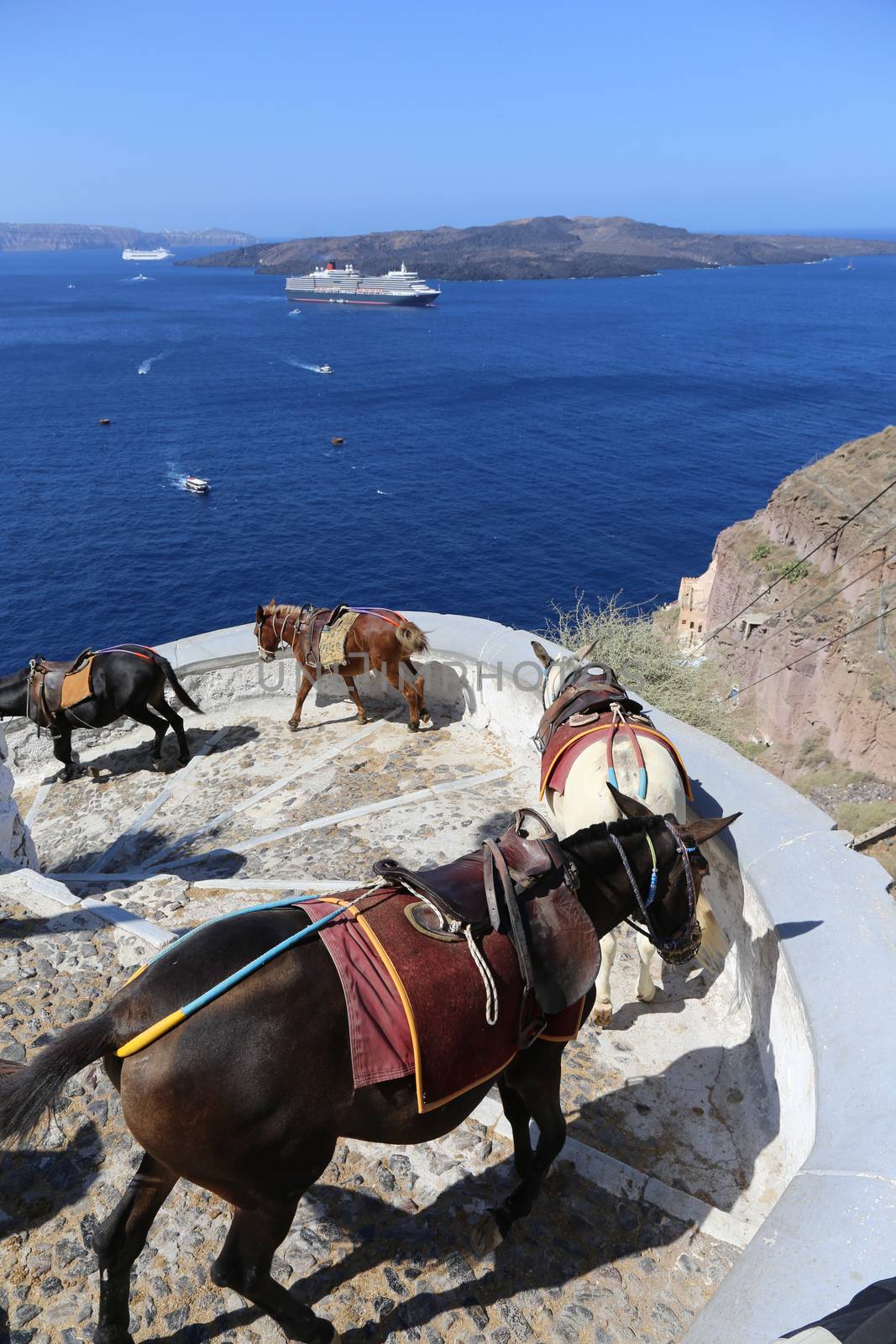 Donkeys on the climb from the harbor in Fira,Santorini, Greece