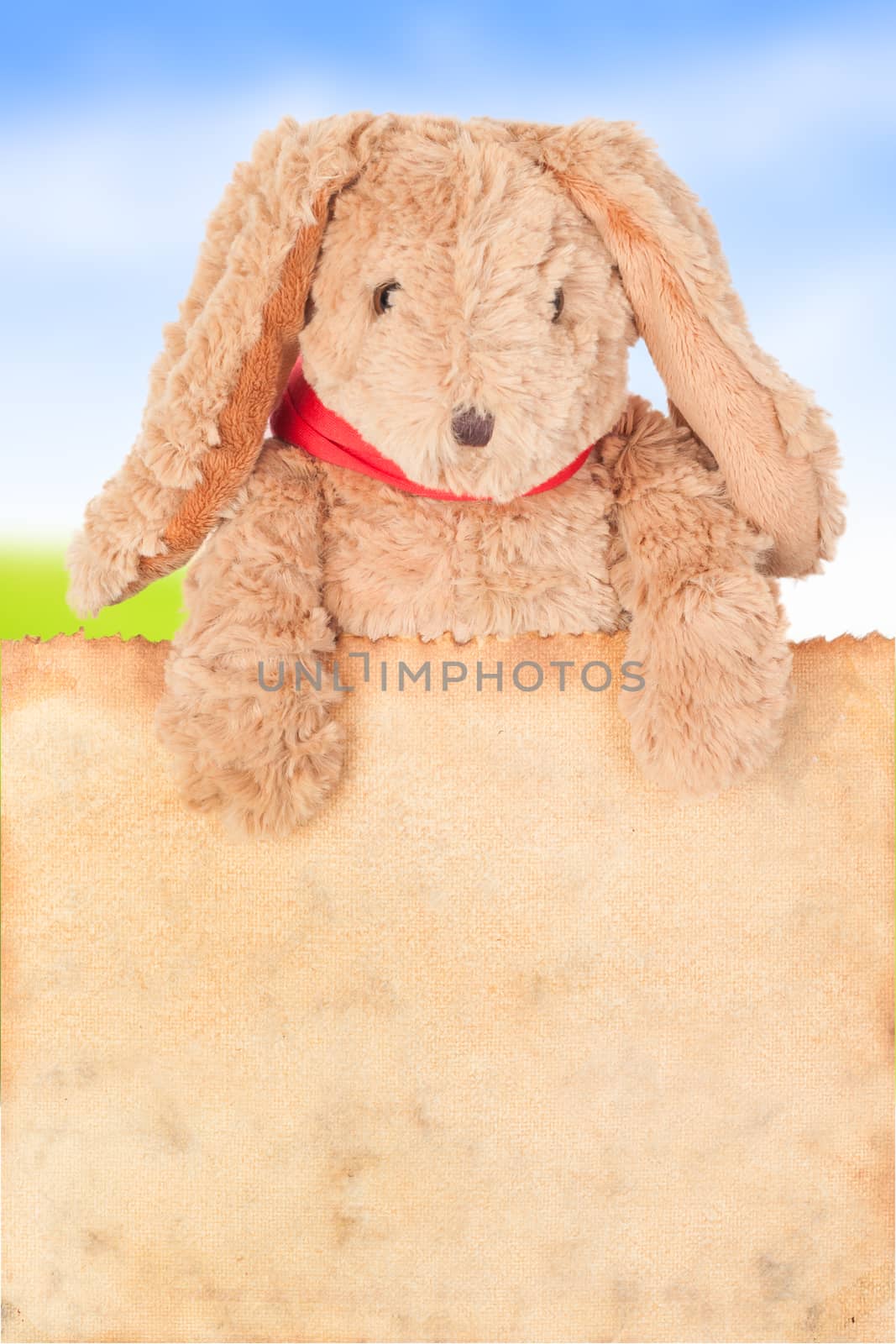 Rabbit, holding old grunge canvas fabric burn edge for happy easter eggs festival on white background