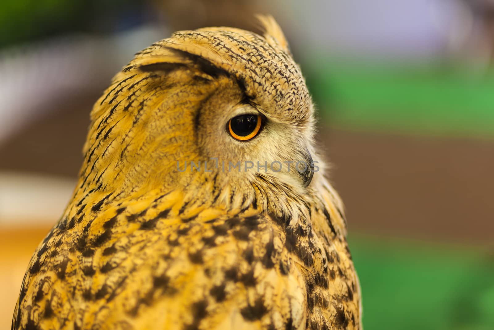 European Eagle owl or Eurasian eagle owl watching, closeup by FrameAngel