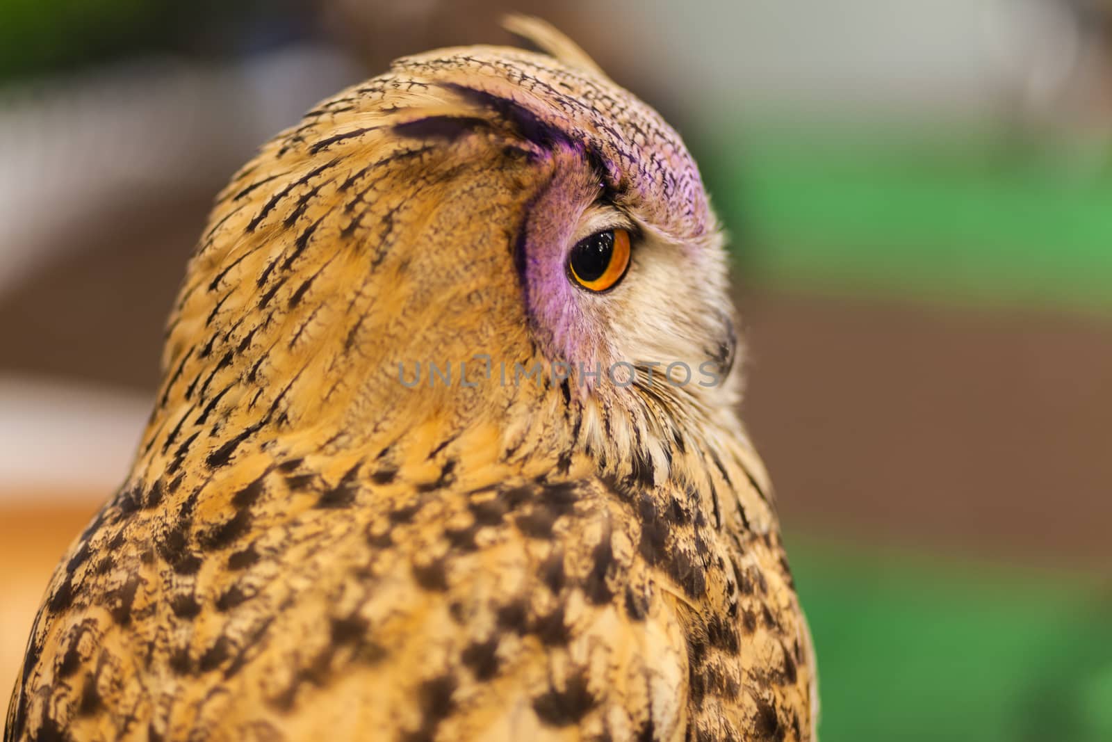 European Eagle owl or Eurasian eagle owl watching, closeup by FrameAngel