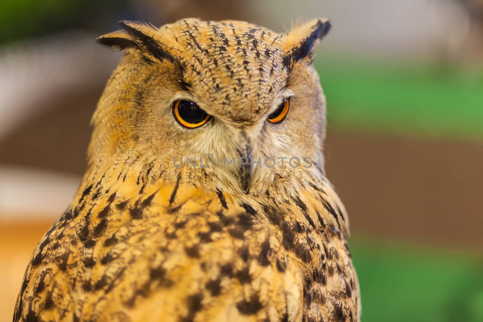 European Eagle owl or Eurasian eagle owl watching, closeup by FrameAngel