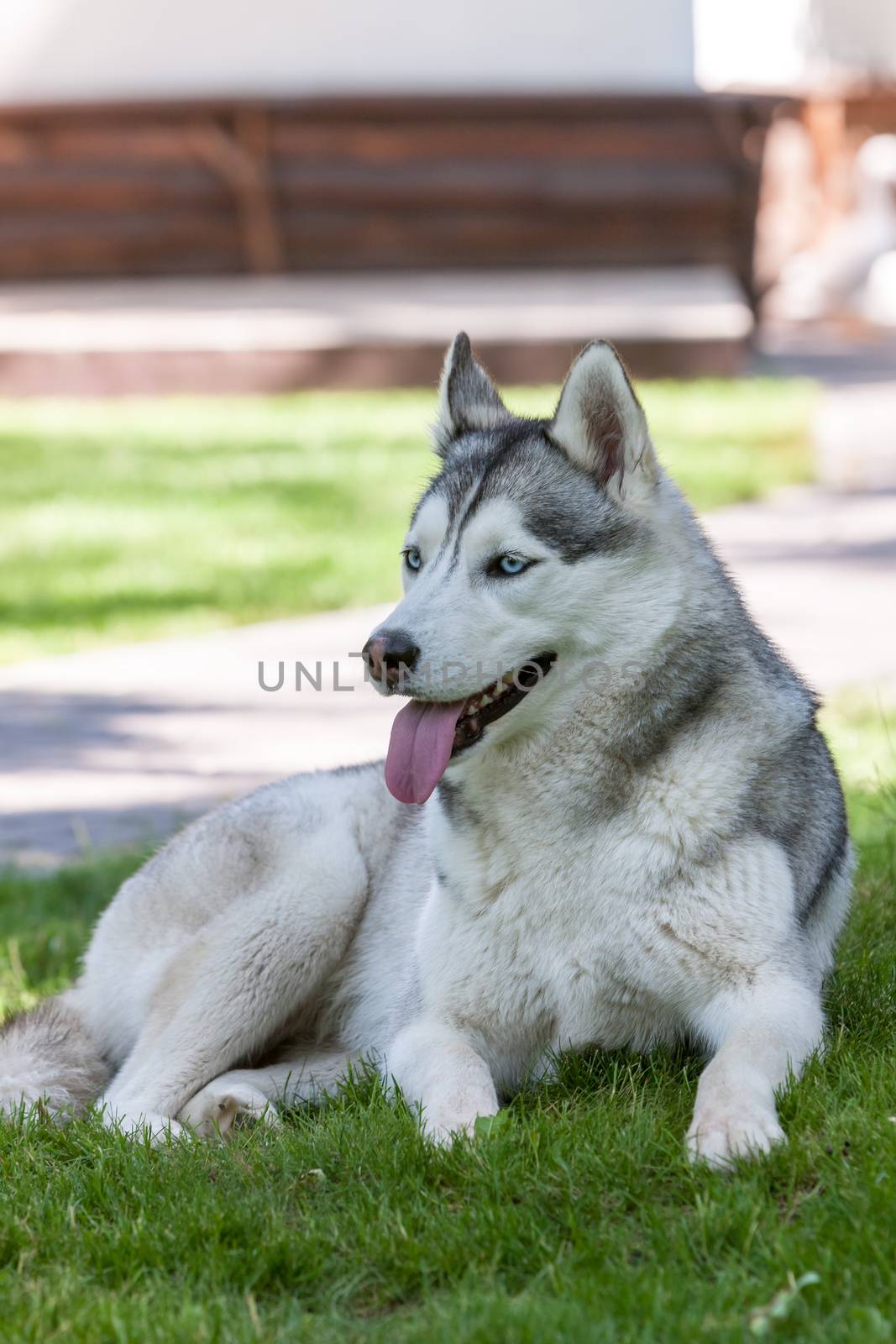 Portrait of Siberian Husky on the background of green grass