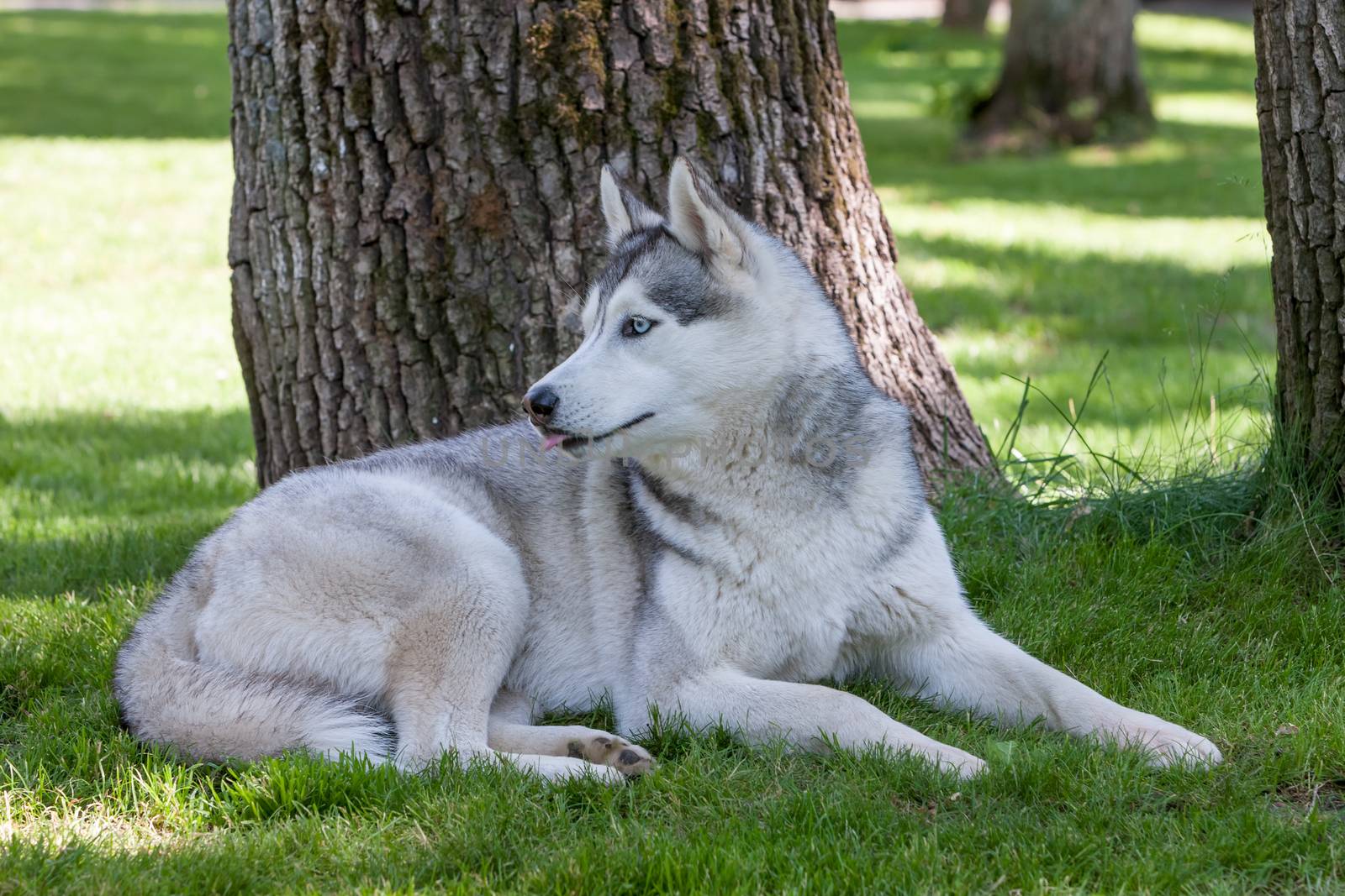 Portrait of Siberian Husky on the background of green grass