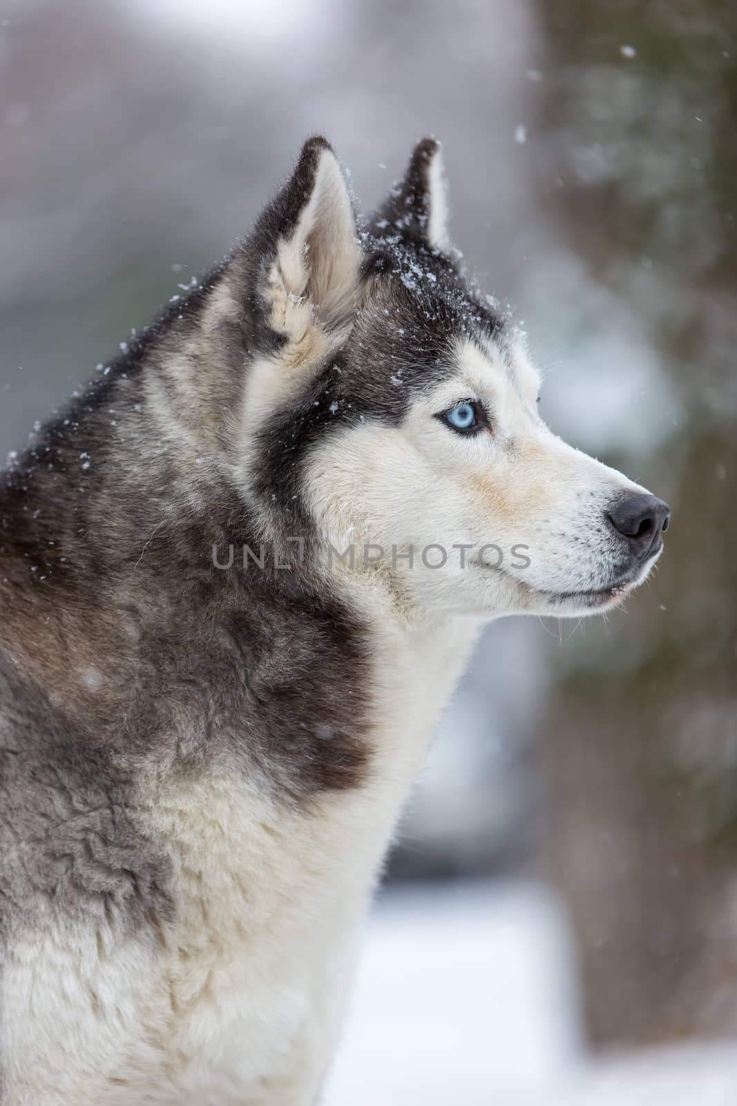 Siberian Husky dog against the white snow