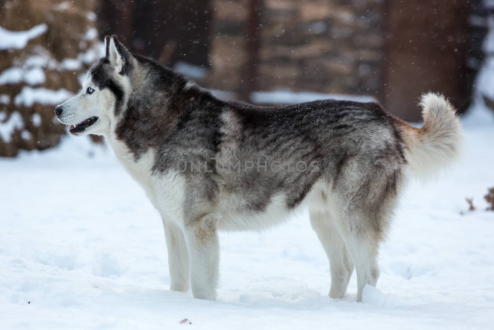 Siberian Husky dog against the white snow