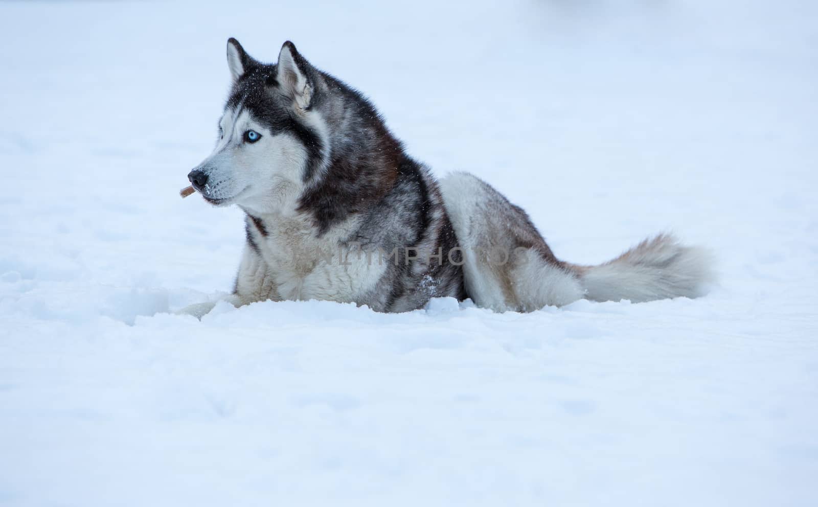 Siberian Husky dog against the white snow