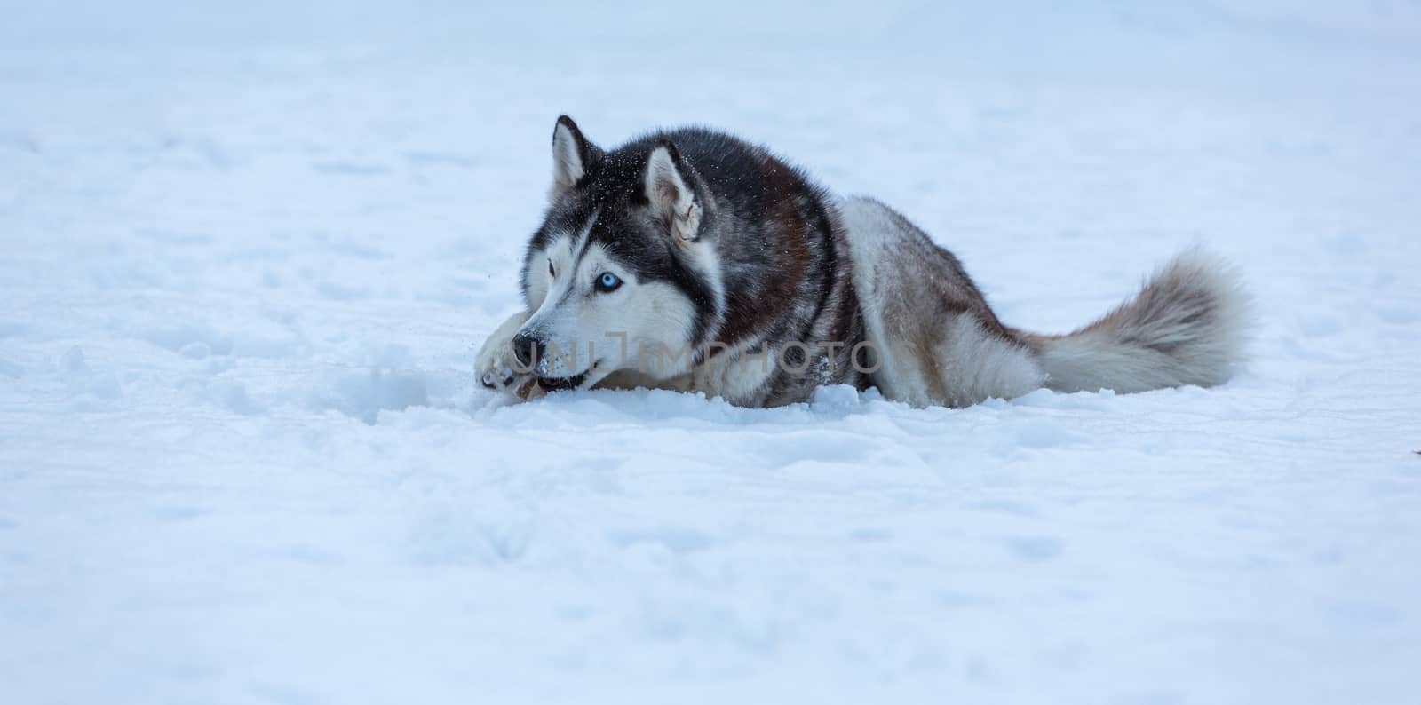 Siberian Husky dog against the white snow