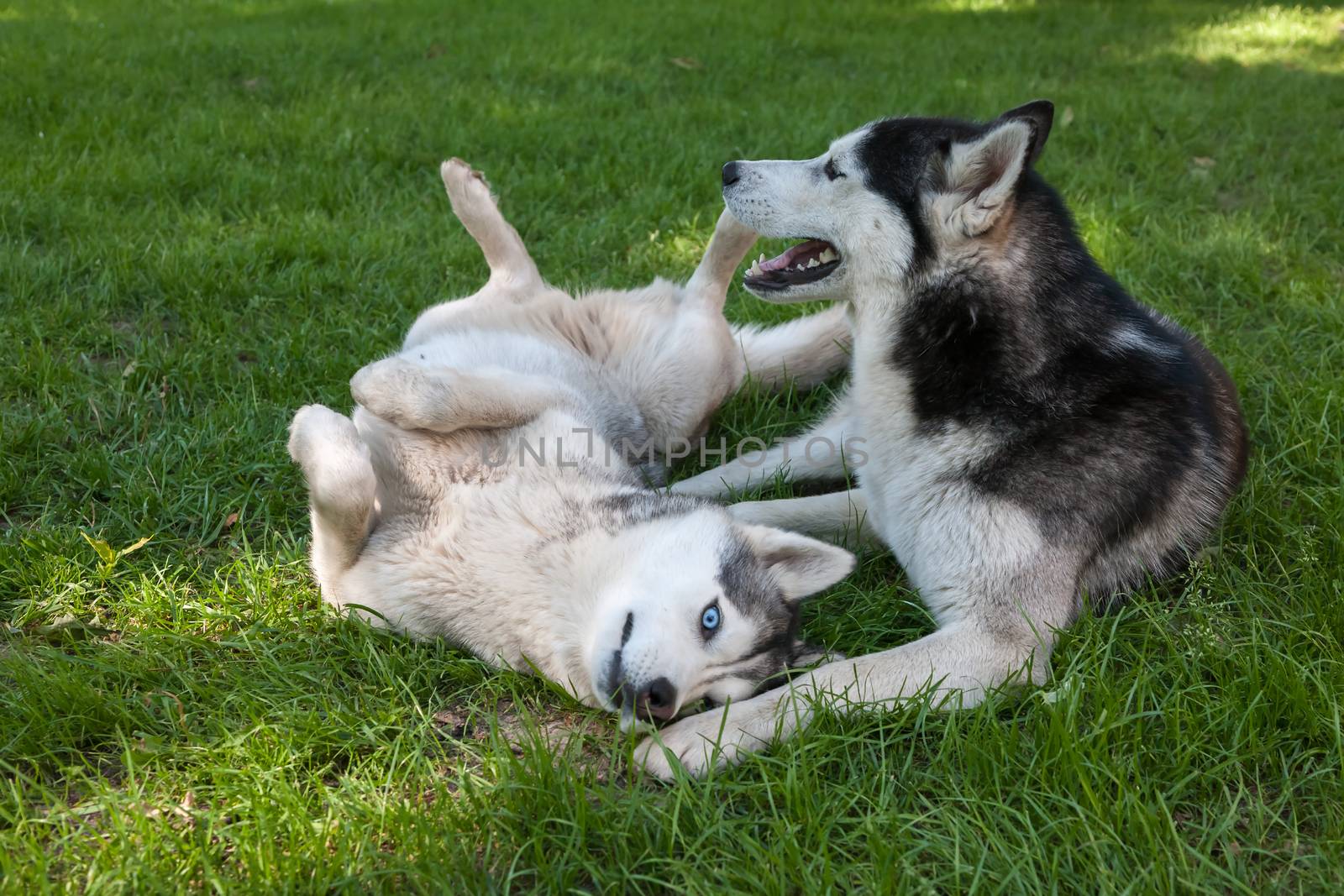 Portrait of two dogs - Siberian Husky on the background of green grass