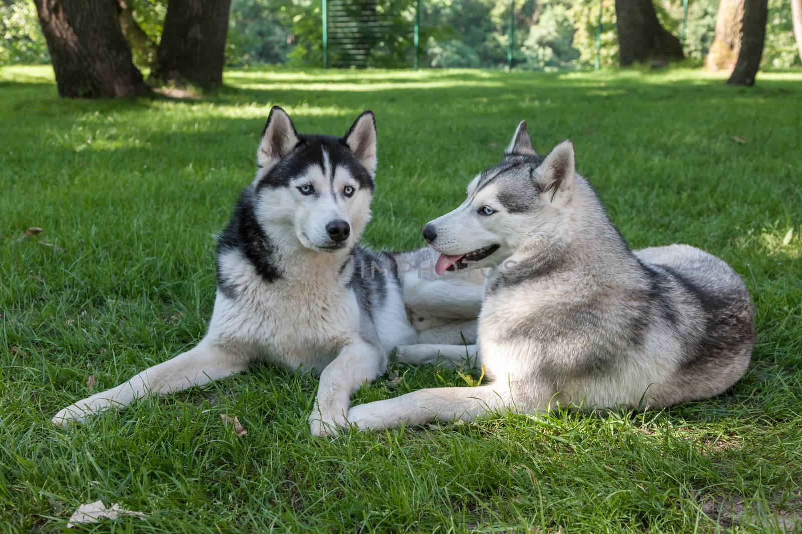 Portrait of two dogs - Siberian Husky on the background of green grass