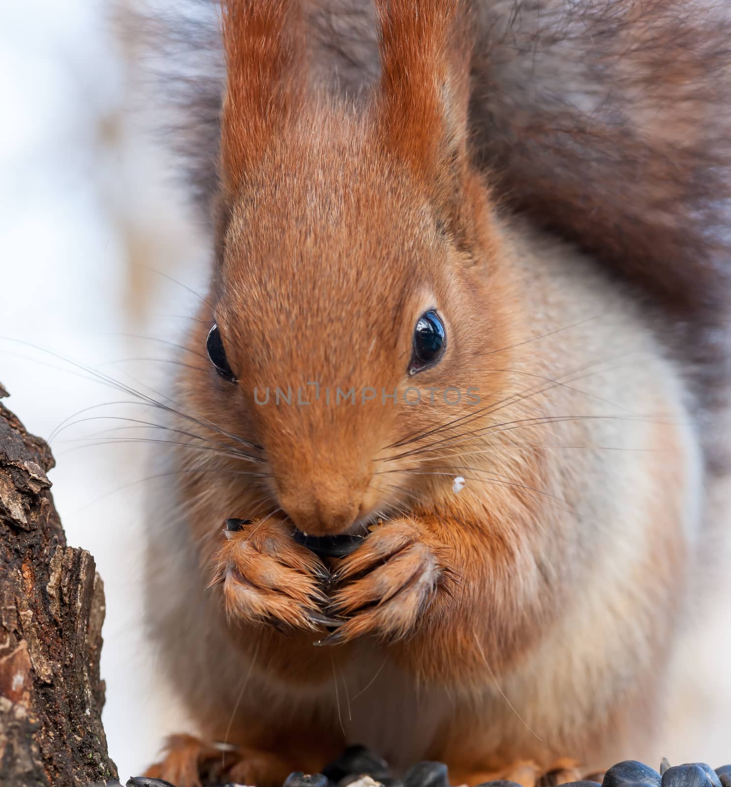 Eurasian red squirrel gnaws sunflower seeds. portrait close