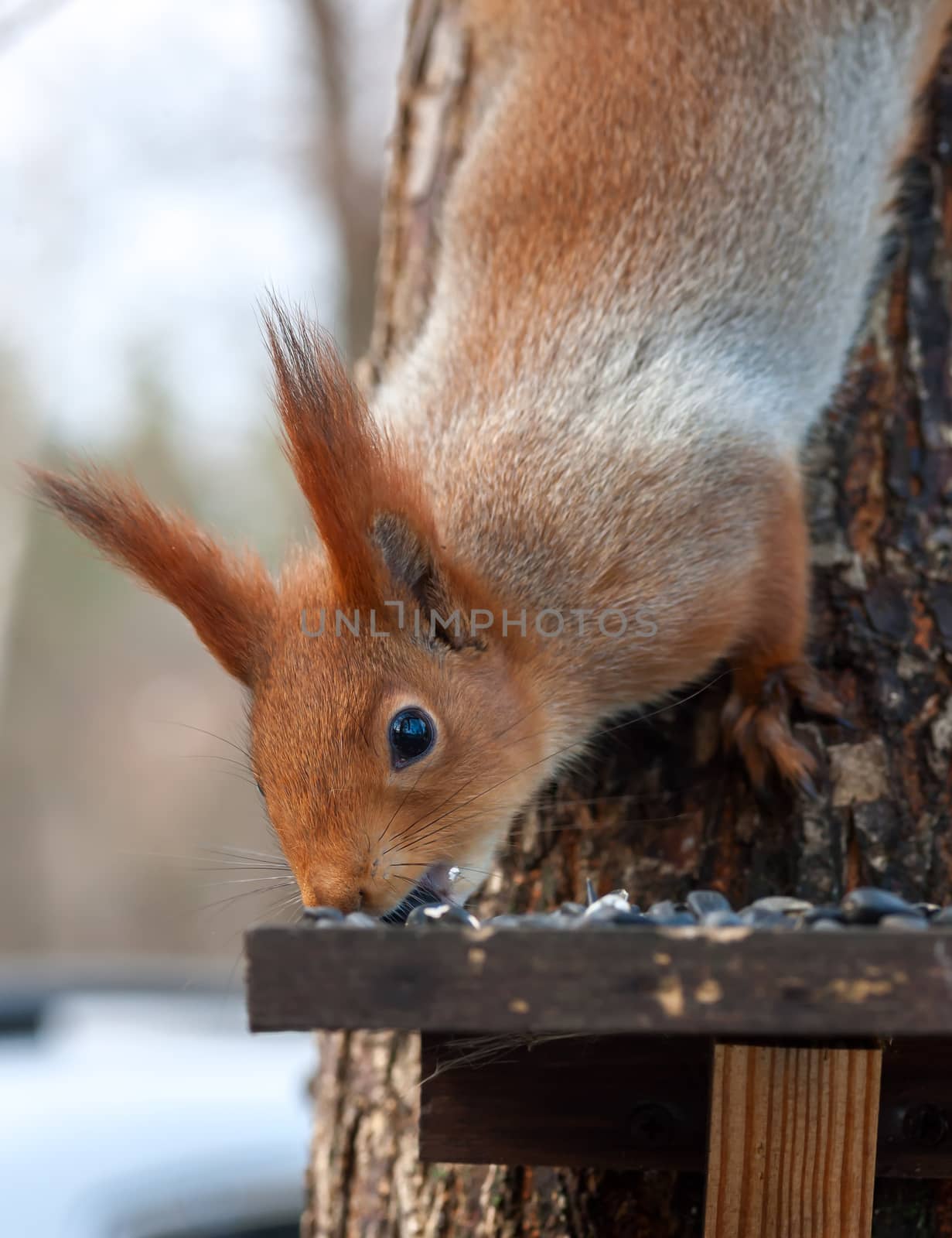 Eurasian red squirrel gnaws sunflower seeds. portrait close