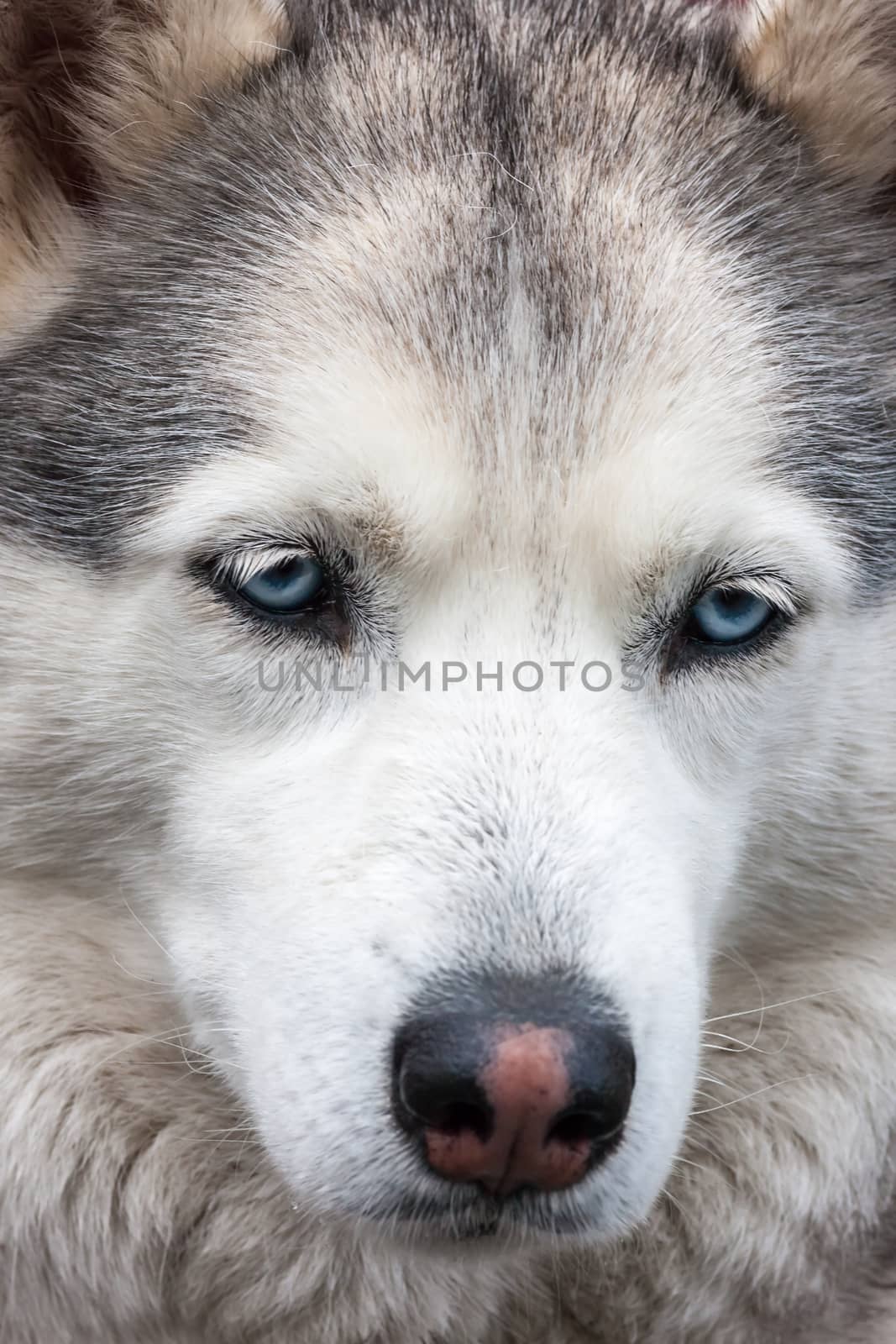 Portrait of Siberian Husky - muzzle dog close up