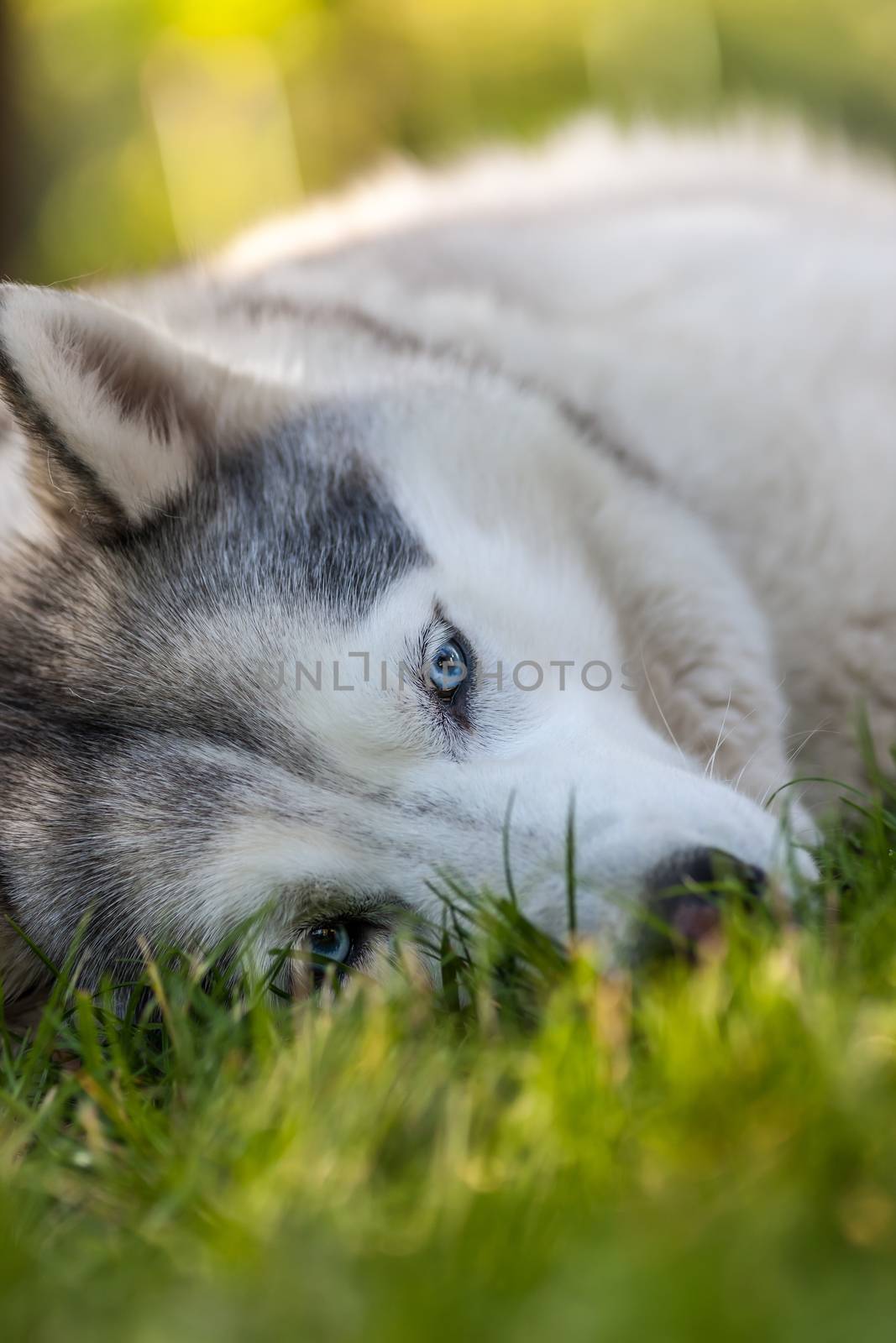 Portrait of Siberian Husky on the background of green grass
