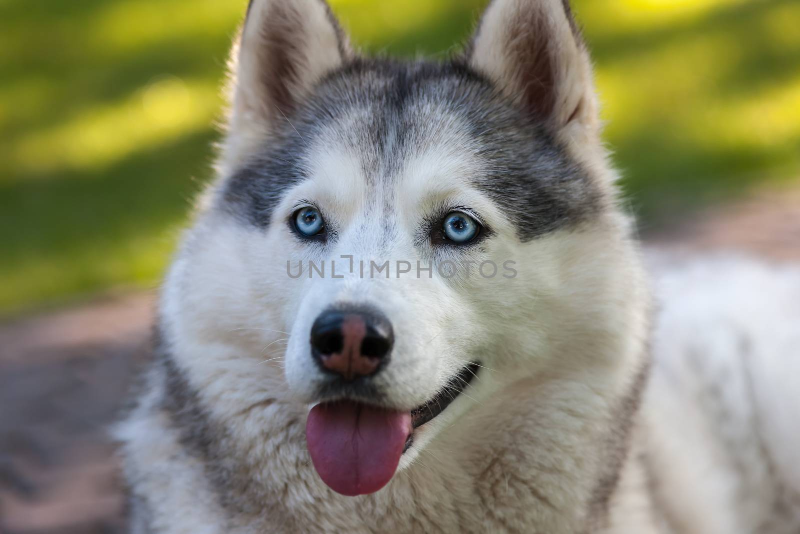 Portrait of Siberian Husky on the background of green grass