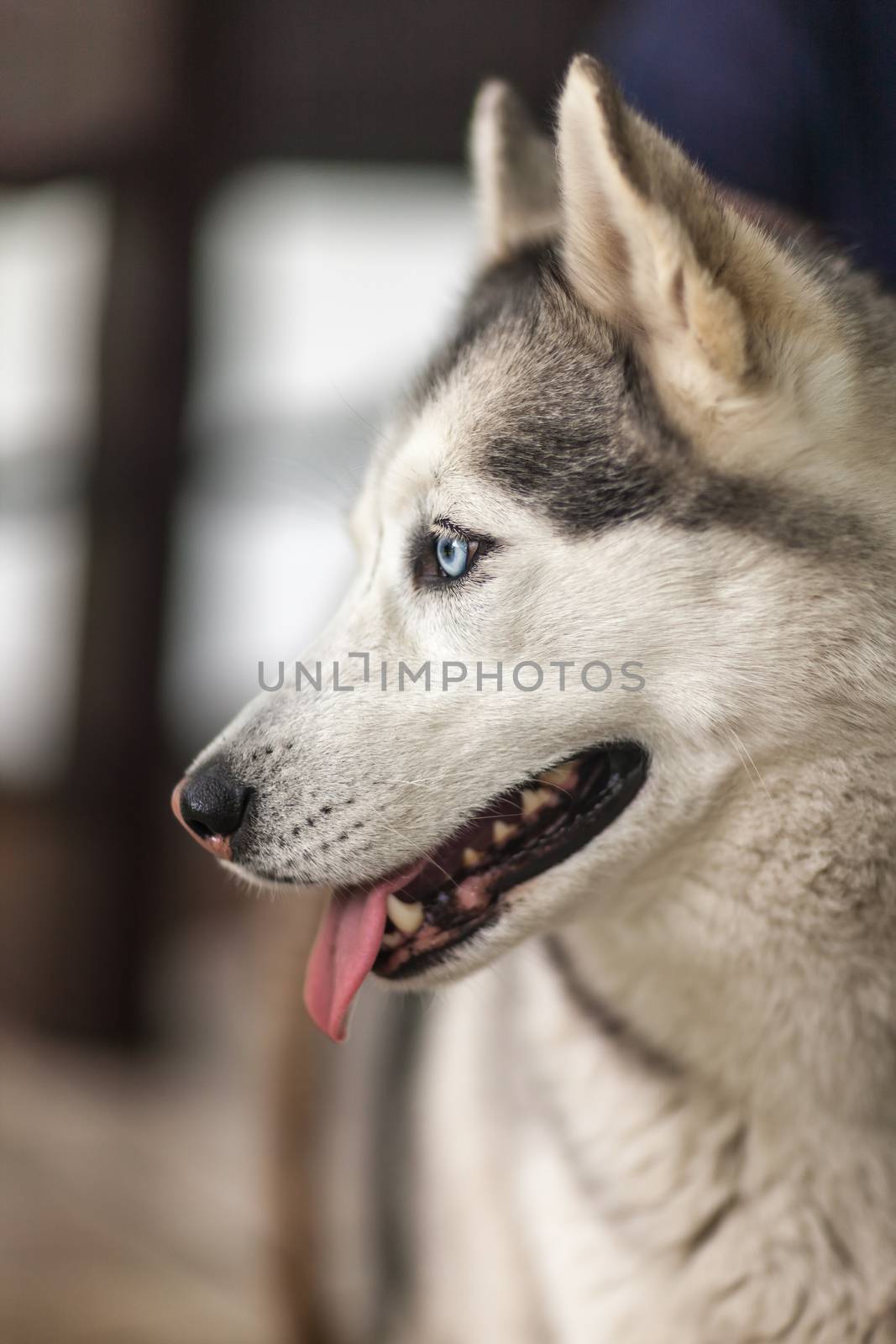 Portrait of Siberian Husky on the  gray background 