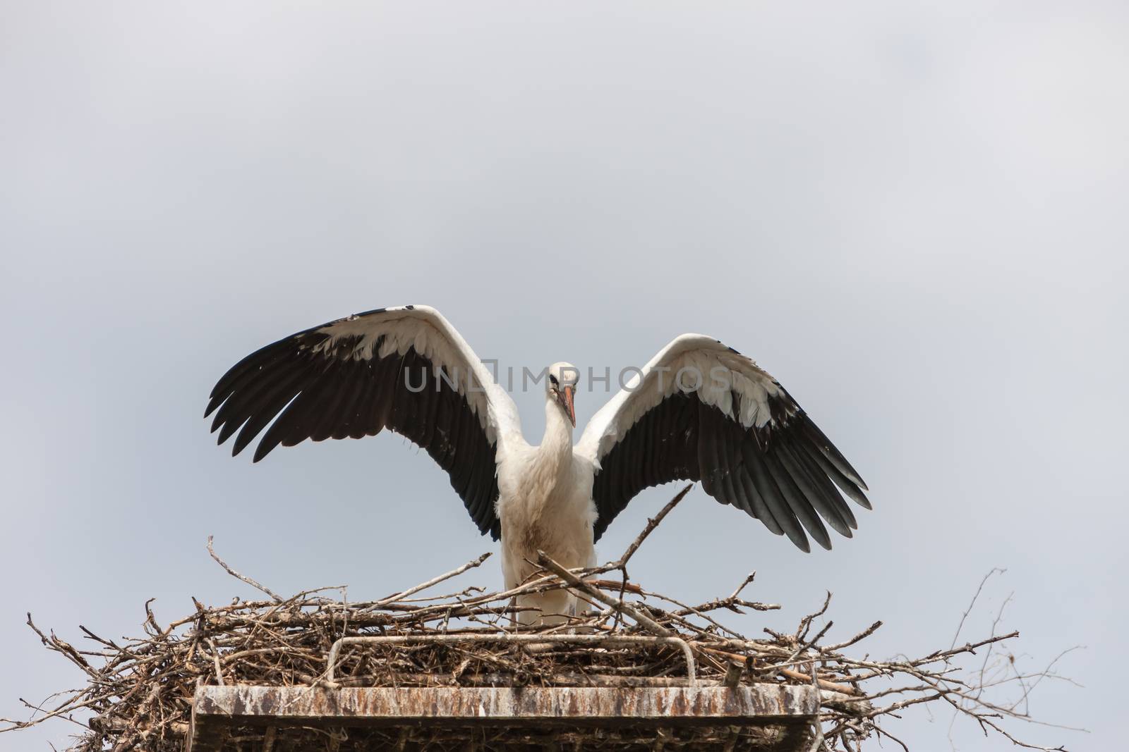 White stork in the nest against the blue sky