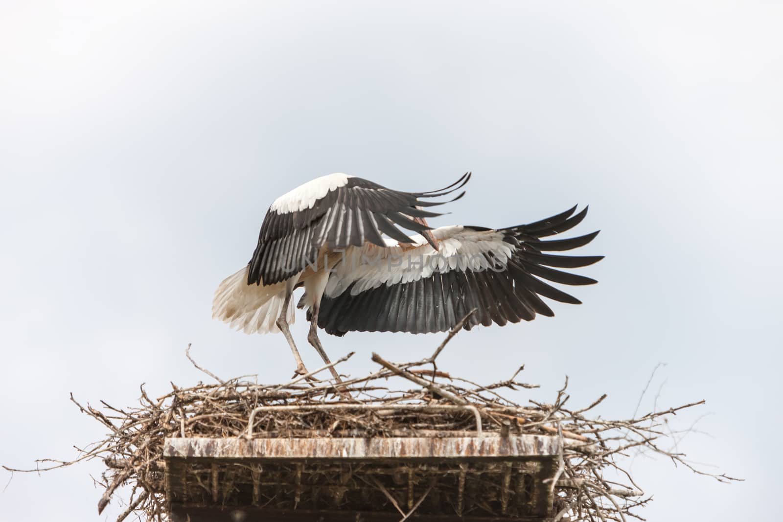 White stork in the nest against the blue sky