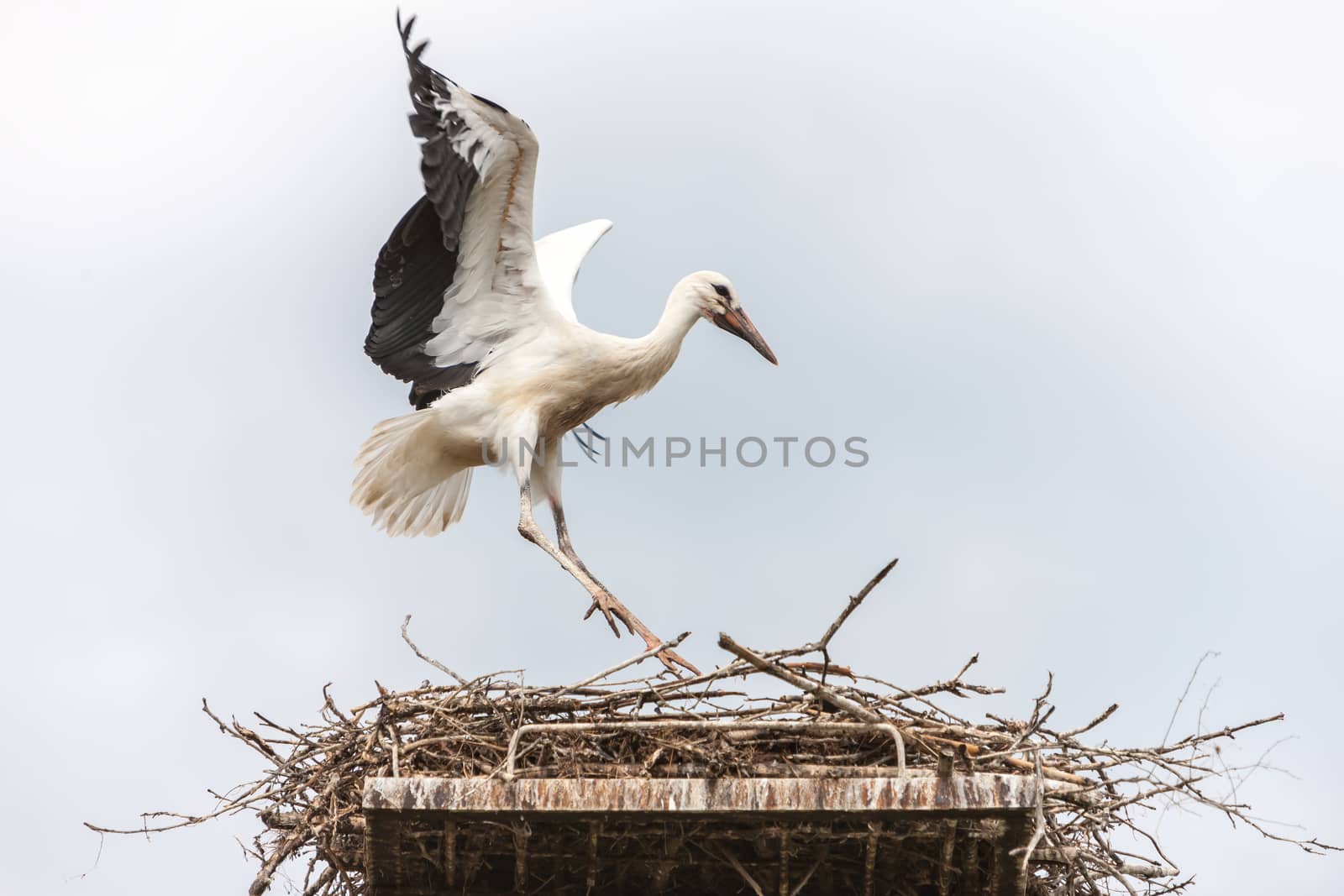 White stork in the nest against the blue sky