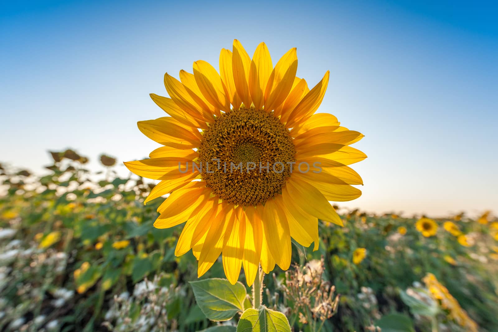 Beautiful landscape with sunflower field over blue sky and bright sun lights 