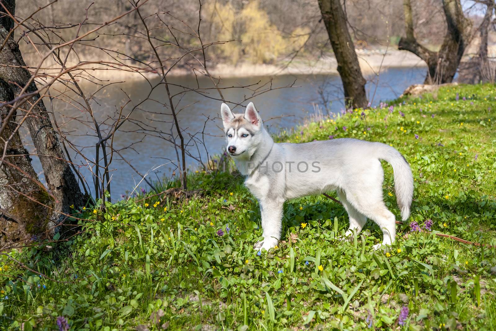 Portrait of puppy of the Siberian Husky on the background of green grass