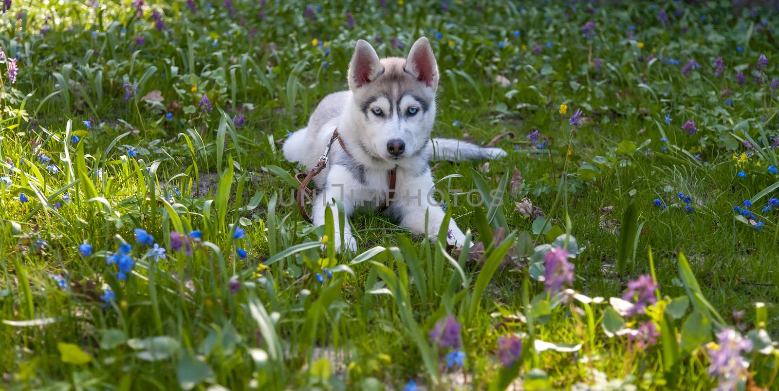 Portrait of puppy of the Siberian Husky on the background of green grass