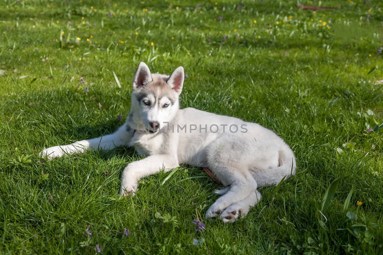 Portrait of puppy of the Siberian Husky on the background of green grass