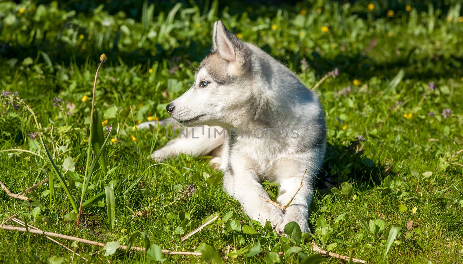 Portrait of puppy of the Siberian Husky on the background of green grass