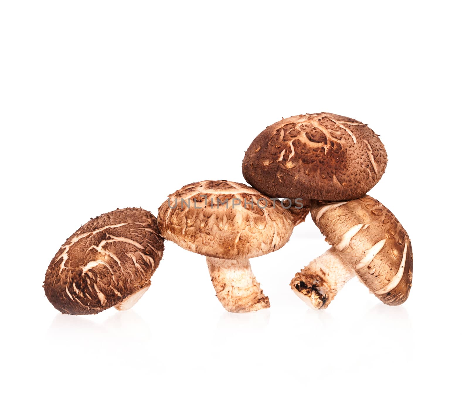 Fresh mushrooms  isolated on white background
