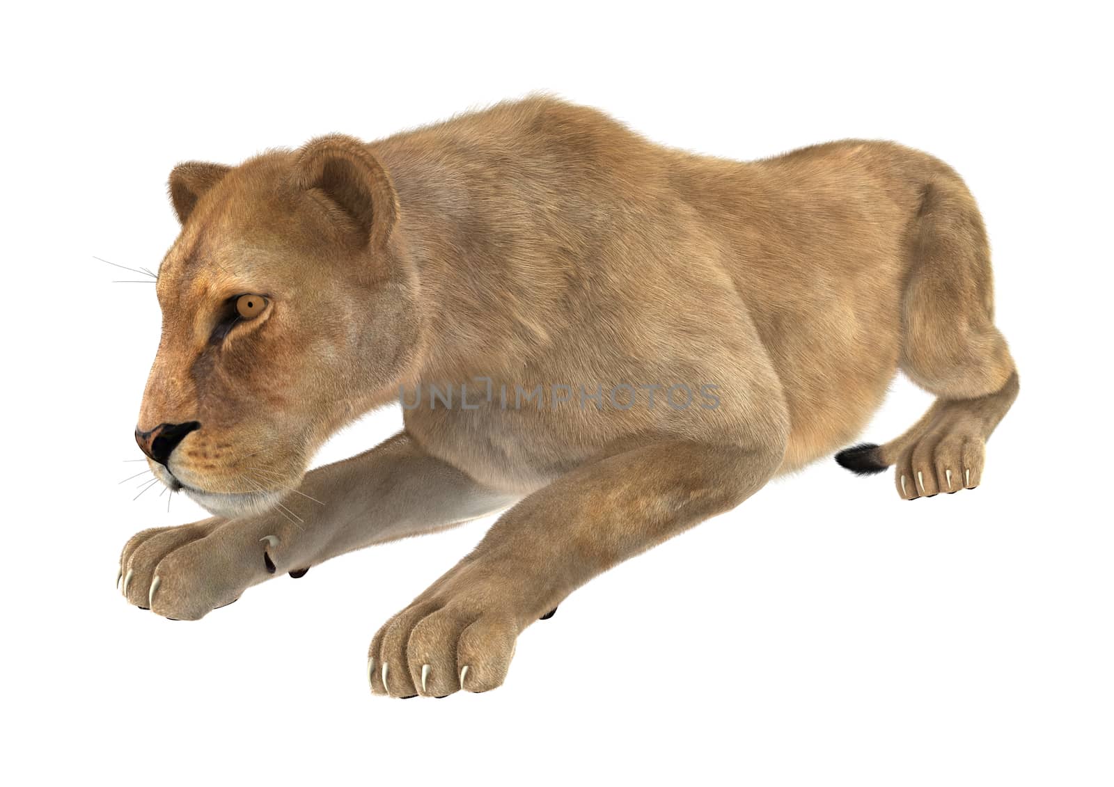 3D digital render of a female lion hunting isolated on white background