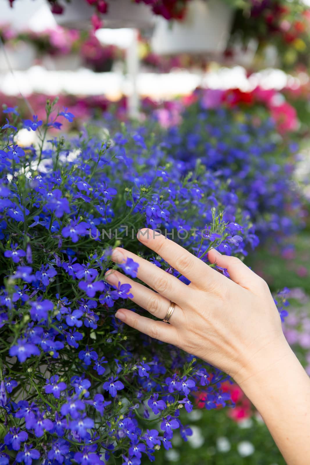 Woman choosing flowers in a nursery by coskun