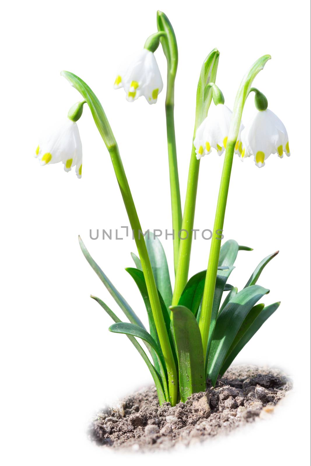 Beautiful leucojum white snowdrops spring flowers on soil ground isolated