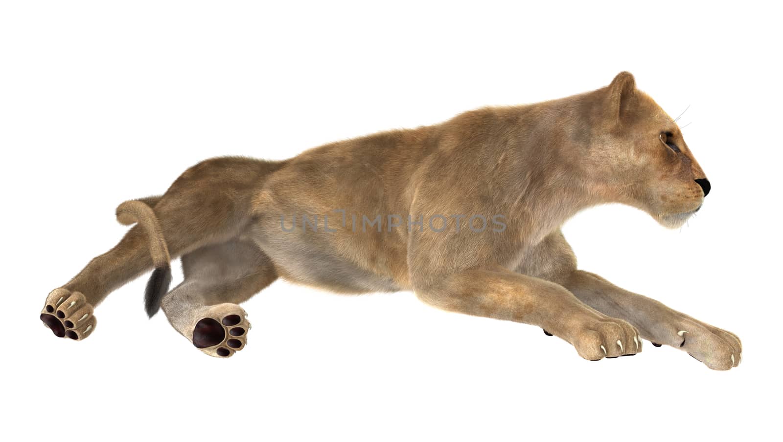 3D digital render of a female lion isolated on white background