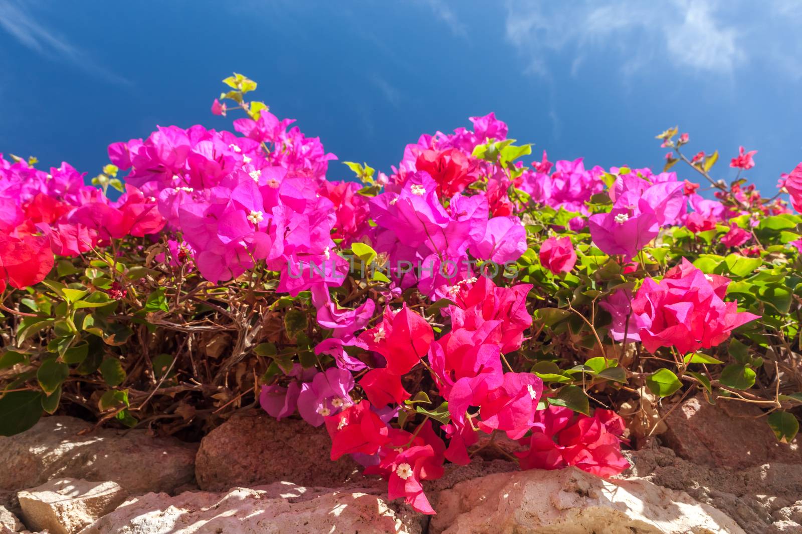 Beauty pink bougainvillea  on the background of blue sky, Sharm el Sheikh, Egypt